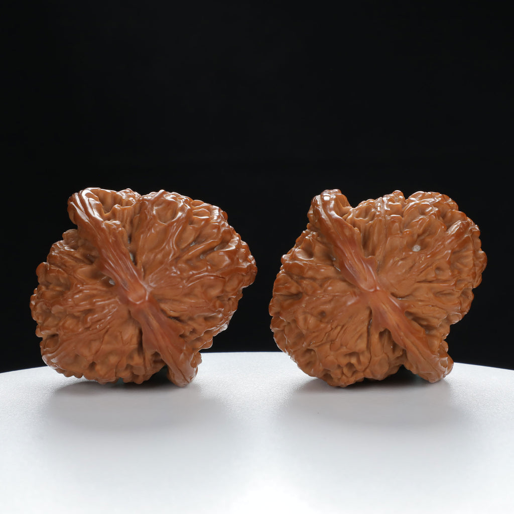 "White Lion's Head" Refined entry level Wenwan Walnuts Pair | Size:41L*43W*34H | UPI:UR-00012