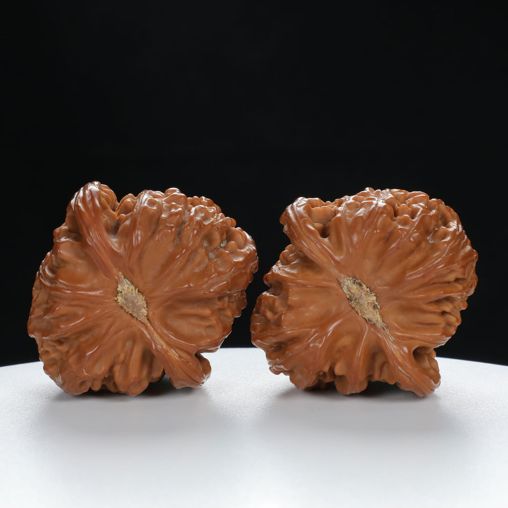 "White Lion's Head" Refined entry level Wenwan Walnuts Pair | Size:41L*43W*34H | UPI:UR-00012