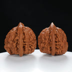"Large Mandarin Hat" Handpicked entry level Wenwan Walnuts Pair | Size:48L*44W*46H | UPI:UR-00016