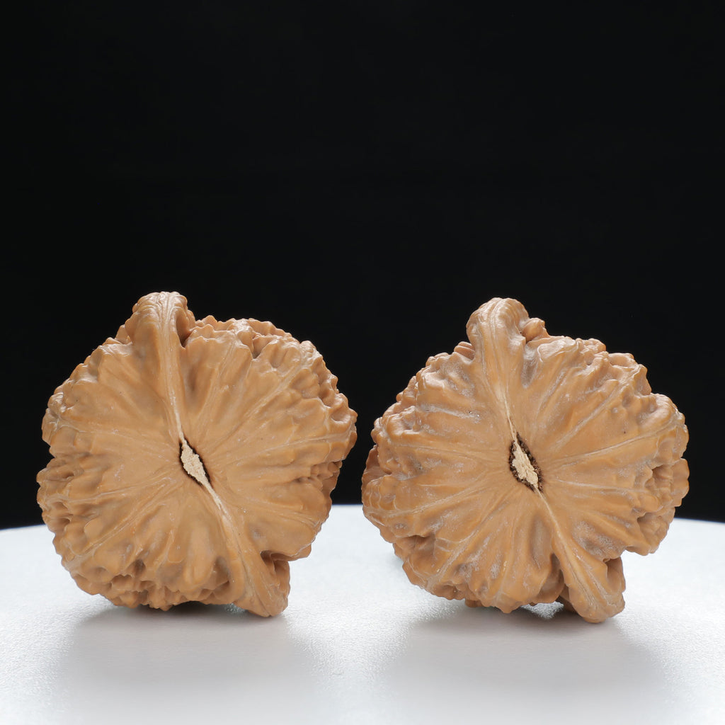 "White Lion's Head" Curated entry level Wenwan Walnuts Pair | Size:34L*33W*29H | UPI:UR-00017