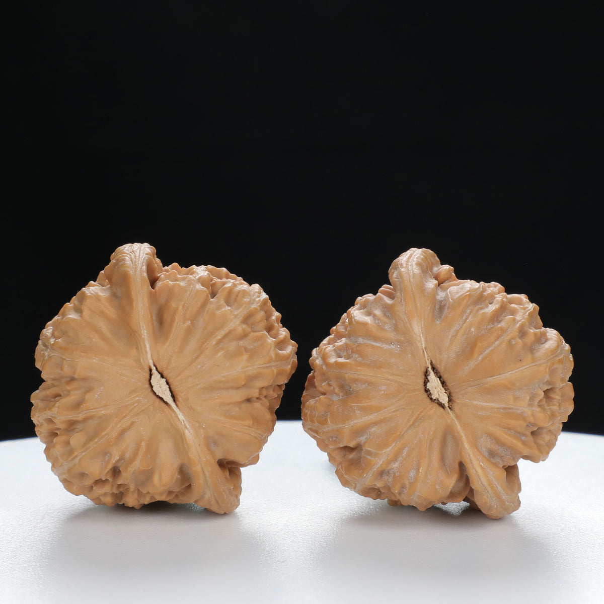 "White Lion's Head" Curated entry level Wenwan Walnuts Pair | Size:34L*33W*29H | UPI:UR-00017
