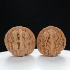 "White Lion's Head" Premium entry level Wenwan Walnuts Pair | Size:39L*39W*38H | UPI:UR-00019