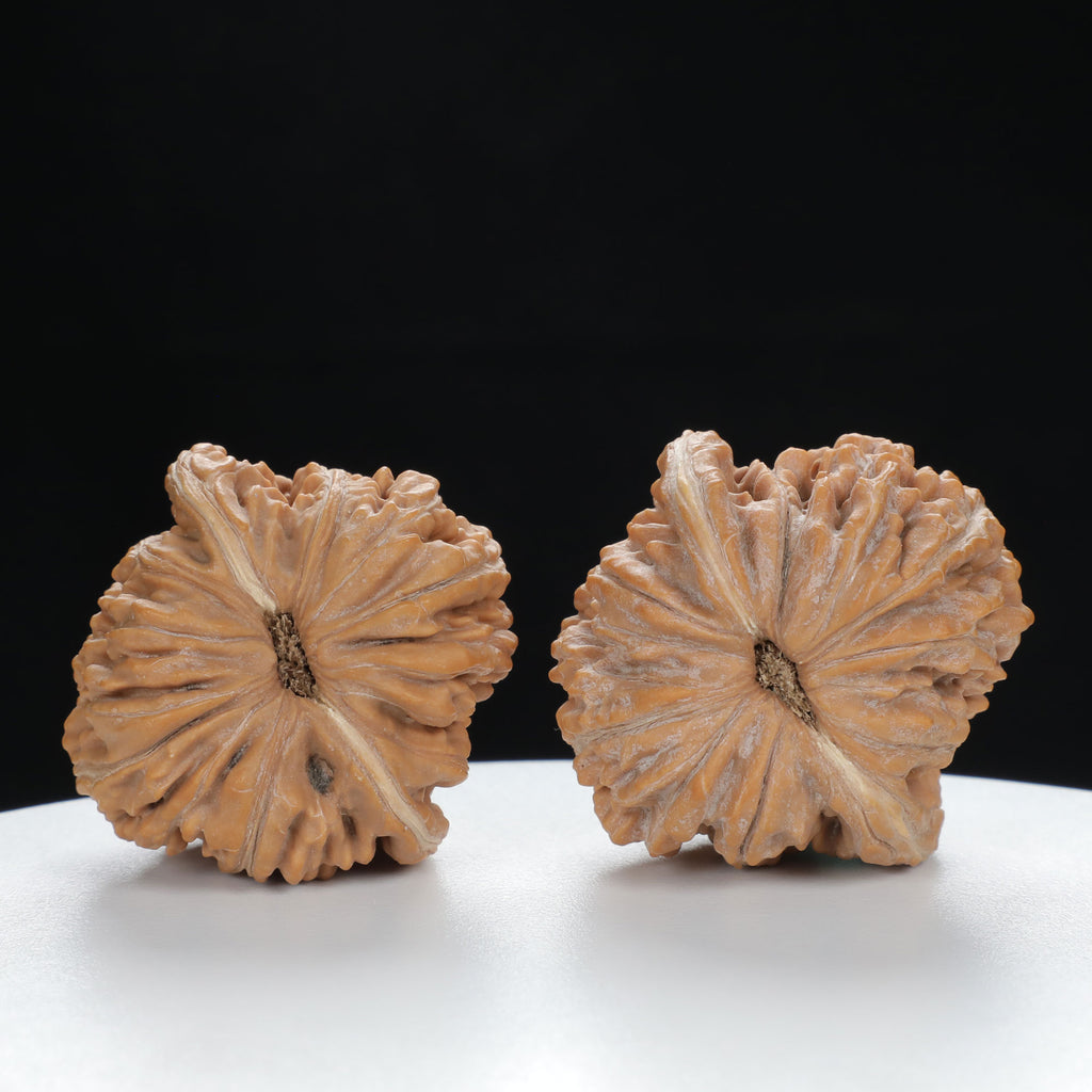 "White Lion's Head" Premium entry level Wenwan Walnuts Pair | Size:39L*39W*38H | UPI:UR-00019