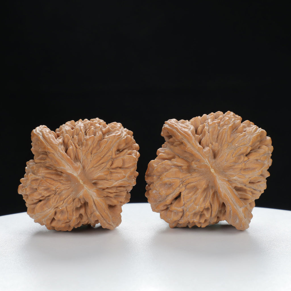 "White Lion's Head" Premium entry level Wenwan Walnuts Pair | Size:39L*39W*38H | UPI:UR-00019