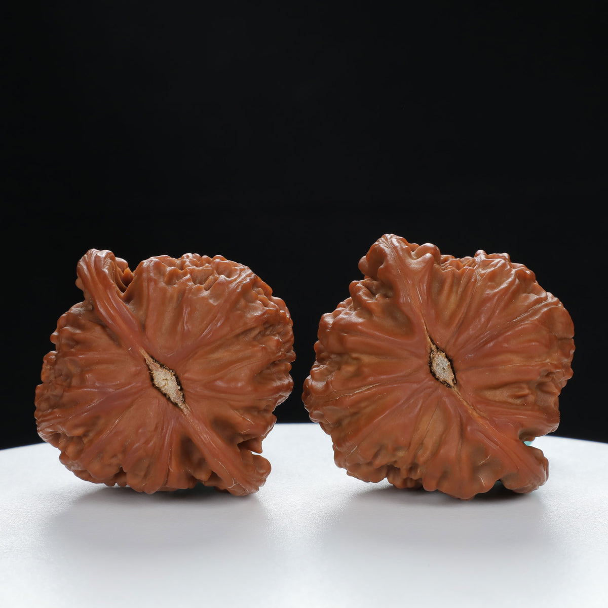 "White Lion's Head" Distinctive entry level Wenwan Walnuts Pair | Size:44L*41W*35H | UPI:UR-00029