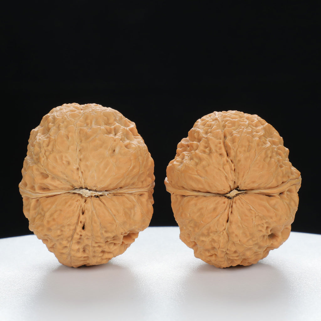 "Toad Head" Original entry level Wenwan Walnuts Pair | Size:32L*38W*34H | UPI:UR-00032