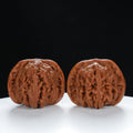 "Si Zuo Lou" Handpicked entry level Wenwan Walnuts Pair | Size:40L*40W*32H | UPI:UR-00034