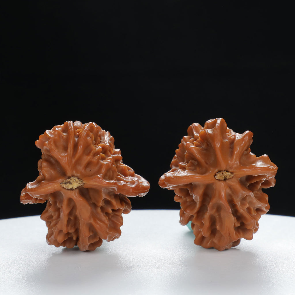 "Little Bird" Time-honored entry level Wenwan Walnuts Pair | Size:30L*29W*43H | UPI:UR-00040