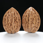 ”Fortune Mouse / Bodhi Seed” Fortune Rat (Nine-Story Pagoda Origin) Tall-Stature Wenwan Walnuts Pair | Size:38L*41W*53H | UPI:UR-00041