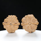 ”Toad Head” Double-Sided Carved Wealth Toad Wenwan Walnuts Pair | Size:41L*42W*32H | UPI:UR-00090