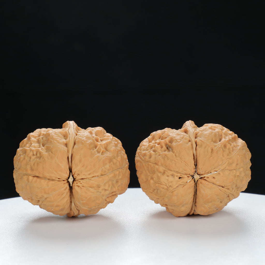 "Toad Head" Classic entry level Wenwan Walnuts Pair | Size:30L*38W*34H | UPI:UR-00044