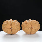 "Toad Head" Classic entry level Wenwan Walnuts Pair | Size:30L*38W*34H | UPI:UR-00044
