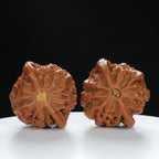 "Palace Lantern" Essential entry level Wenwan Walnuts Pair | Size:43L*40W*35H | UPI:UR-00046