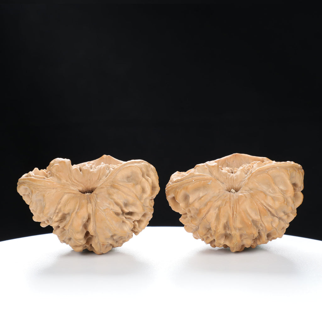 “Snake Head” Collector's Rare Deep Concave Treasure Basin Snake Head Hand-Matched Wenwan Walnuts Pair | Size:47L*30W*40H | UPI:UR-00068