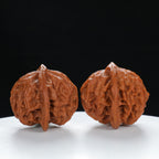 "Noble's Hat" Authentic entry level Wenwan Walnuts Pair | Size:43L*40W*37H | UPI:UR-00056