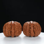 "Lion's Head" Original entry level Wenwan Walnuts Pair | Size:39L*39W*32H | UPI:UR-00057