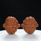 "Lion's Head" Original entry level Wenwan Walnuts Pair | Size:39L*39W*32H | UPI:UR-00057