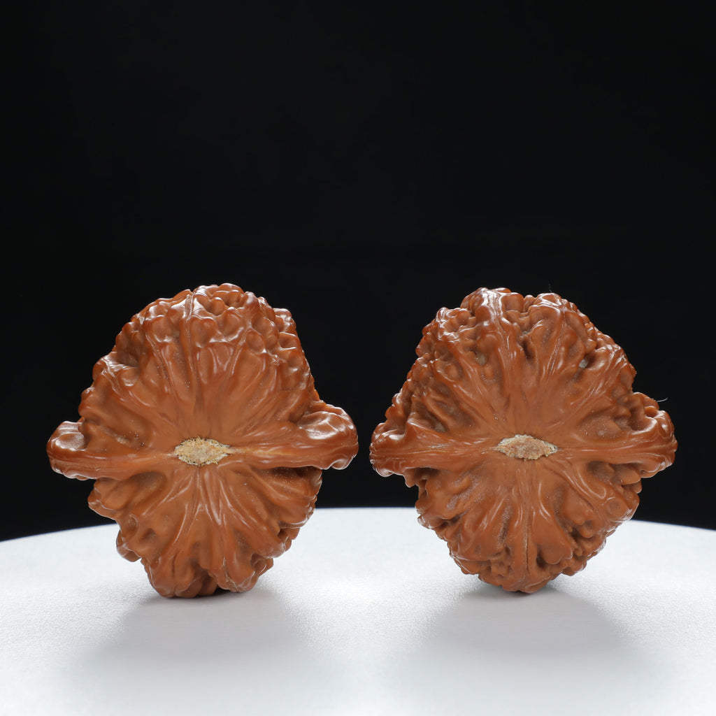 "Lion's Head" Original entry level Wenwan Walnuts Pair | Size:39L*39W*32H | UPI:UR-00057