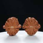 "Lion's Head" Original entry level Wenwan Walnuts Pair | Size:39L*39W*32H | UPI:UR-00057