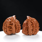 "Snake Head" Collector's Ultra Rare Full-Bellied Snake Head Hand-Matched Wenwan Walnuts Pair | Size:49L*40W*42H | UPI:UR-00060