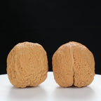 "Toad Head" Premium entry level Wenwan Walnuts Pair | Size:39L*39W*33H | UPI:UR-00064