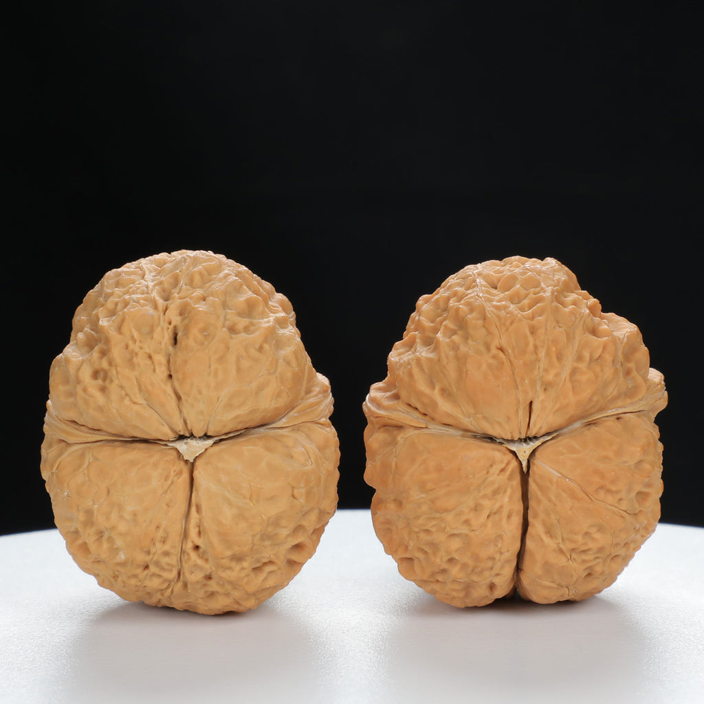 "Toad Head" Premium entry level Wenwan Walnuts Pair | Size:39L*39W*33H | UPI:UR-00064