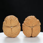 "Toad Head" Premium entry level Wenwan Walnuts Pair | Size:39L*39W*33H | UPI:UR-00064
