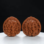 "Starry Sky" Collector's entry level Wenwan Walnuts Pair | Size:37L*36W*38H | UPI:UR-00066