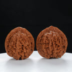 "Starry Sky" Collector's entry level Wenwan Walnuts Pair | Size:37L*36W*38H | UPI:UR-00066