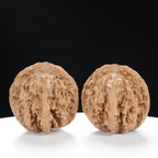 “Wild Qinling Thick-Ridge” Wild Qinling Mountain Thick-Ridge Native Wenwan Walnuts Pair | Size:37L*40W*36H | UPI:UR-00094