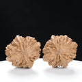 “Wild Qinling Thick-Ridge” Wild Qinling Mountain Thick-Ridge Native Wenwan Walnuts Pair | Size:37L*40W*36H | UPI:UR-00094