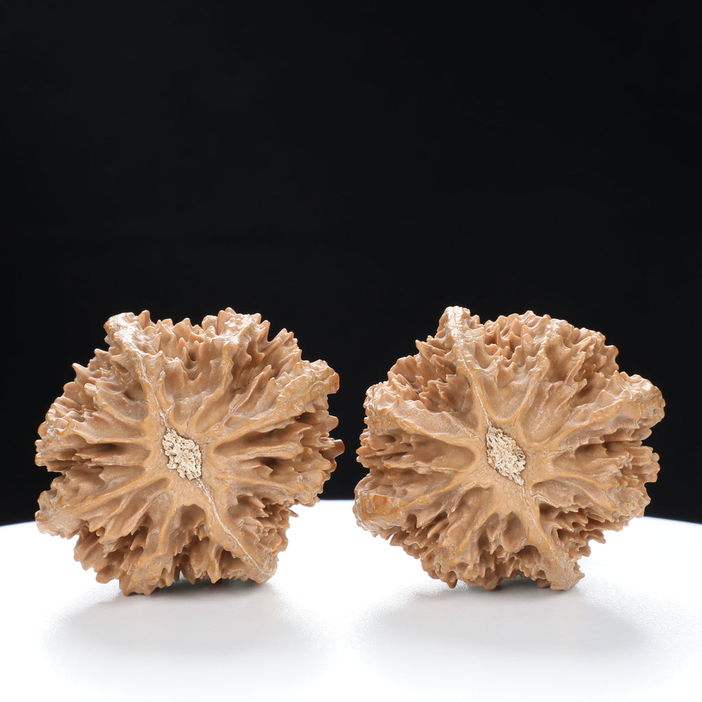 “Wild Qinling Thick-Ridge” Wild Qinling Mountain Thick-Ridge Native Wenwan Walnuts Pair | Size:37L*40W*36H | UPI:UR-00094