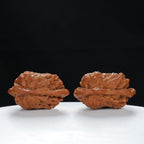 "Little Bird" Timeless entry level Wenwan Walnuts Pair | Size:41L*25W*29H | UPI:UR-00071