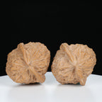 "Si Zuo Lou" Essential entry level Wenwan Walnuts Pair | Size:41L*43W*36H | UPI:UR-00072