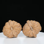 "Si Zuo Lou" Essential entry level Wenwan Walnuts Pair | Size:41L*43W*36H | UPI:UR-00072