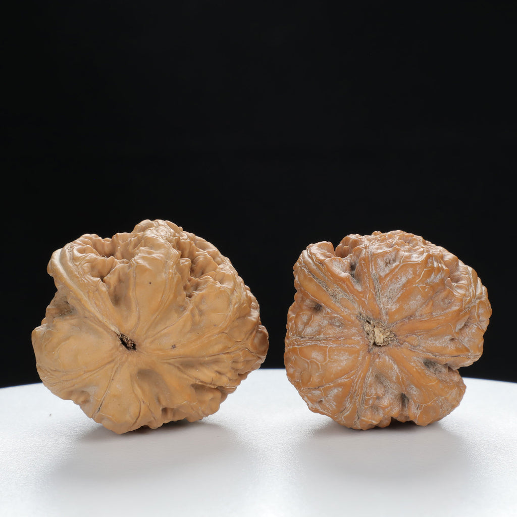 "Single Ridge" Heritage entry level Wenwan Walnuts Pair | Size:35L*33W*34H | UPI:UR-00075