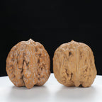 "Single Ridge" Heritage entry level Wenwan Walnuts Pair | Size:35L*33W*34H | UPI:UR-00075