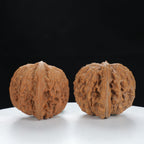 "White Lion's Head" Original entry level Wenwan Walnuts Pair | Size:45L*42W*37H | UPI:UR-00080