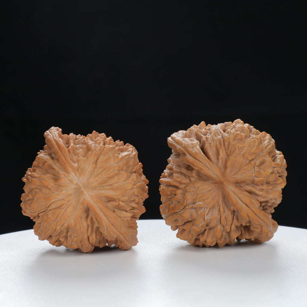 "White Lion's Head" Original entry level Wenwan Walnuts Pair | Size:45L*42W*37H | UPI:UR-00080