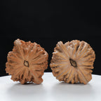 "White Lion's Head" Original entry level Wenwan Walnuts Pair | Size:45L*42W*37H | UPI:UR-00080