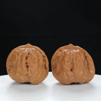 "Toad Head" Artisan entry level Wenwan Walnuts Pair | Size:38L*39W*34H | UPI:UR-00084