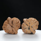 "Nanjiang Stone" Collector's entry level Wenwan Walnuts Pair | Size:39L*39W*43H | UPI:UR-00087
