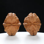 “Toad Head” Yunnan Iron Golden Toad Wenwan Walnuts Pair | Size:31L*40W*40H | UPI:UR-00097