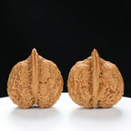 “Toad Head” High-Matched 4-Sided Golden Toad Yunnan Iron Wenwan Walnuts Pair | Size:35L*40W*43H | UPI:UR-00098