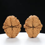 “Toad Head” High-Matched 4-Sided Golden Toad Yunnan Iron Wenwan Walnuts Pair | Size:35L*40W*43H | UPI:UR-00098