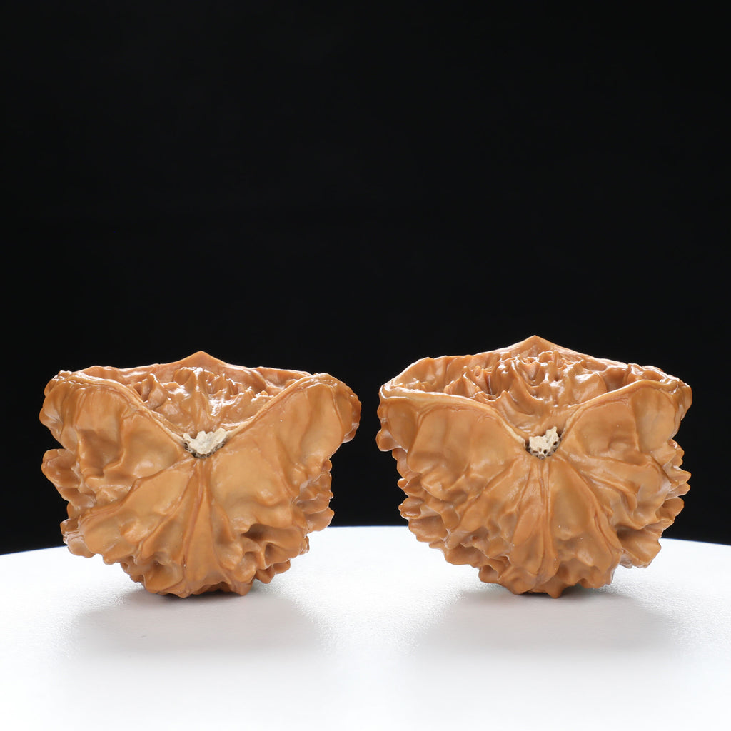“Snake Head” Compact Mini Snake Head Treasure Basin Deformed Wenwan Walnuts Pair | Size:35L*25W*30H | UPI:UR-00093