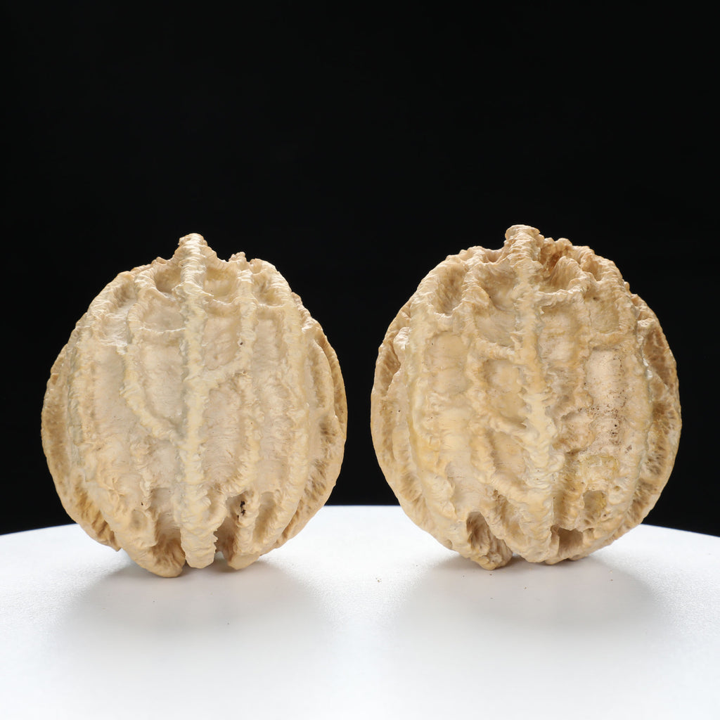 “Ghost Face” Natural Smiley Grimace Indonesian Walnuts Pair | Size:44L*45W*48H | UPI:UR-00099