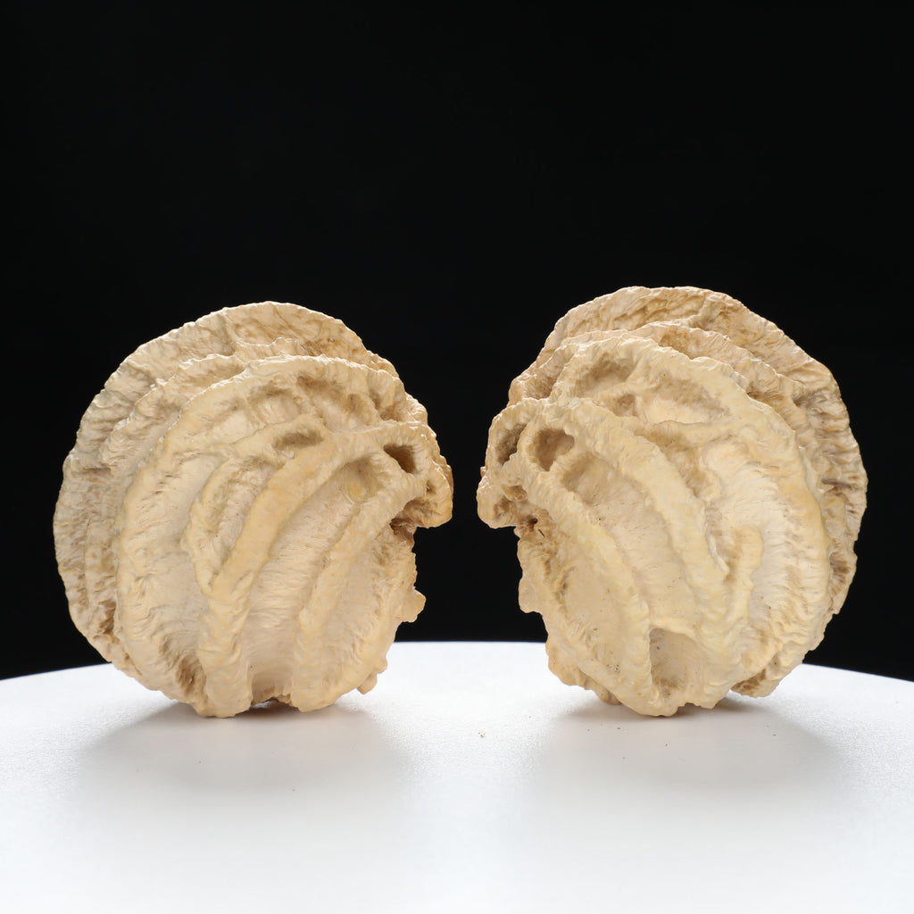 “Ghost Face” Natural Smiley Grimace Indonesian Walnuts Pair | Size:44L*45W*48H | UPI:UR-00099