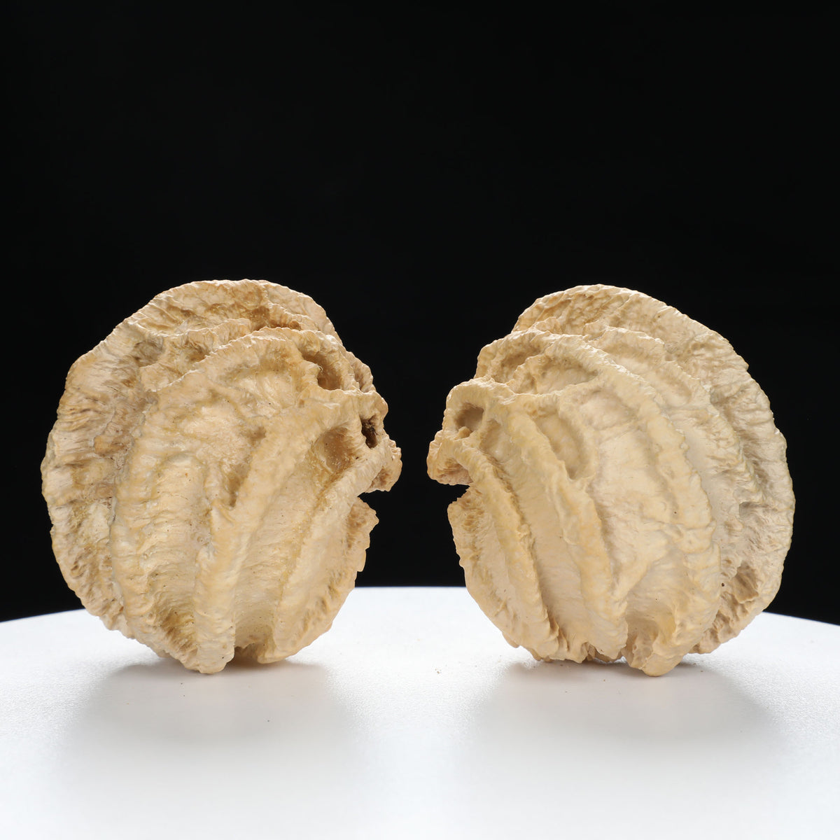 “Ghost Face” Natural Smiley Grimace Indonesian Walnuts Pair | Size:44L*45W*48H | UPI:UR-00099