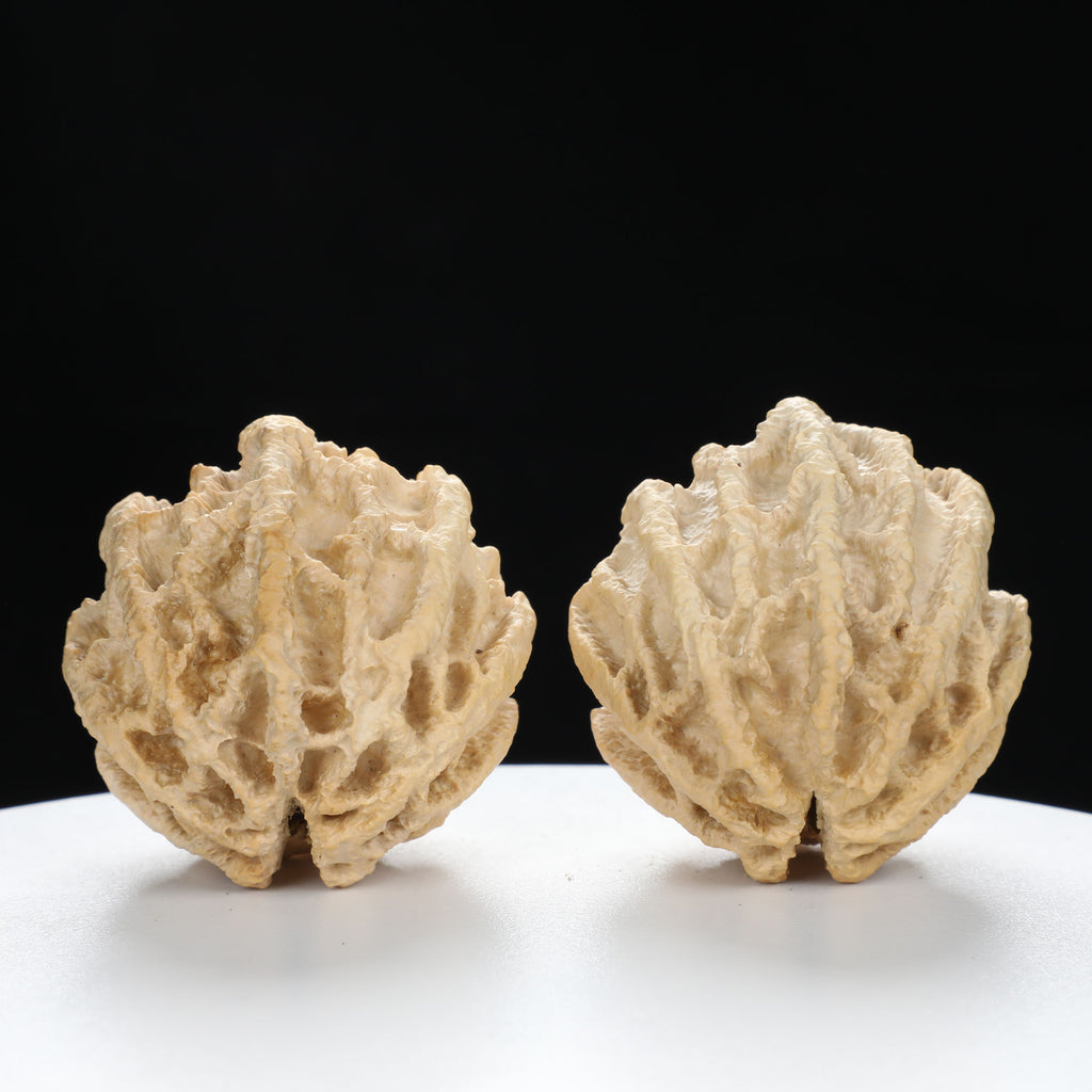 “Ghost Face” Natural Smiley Grimace Indonesian Walnuts Pair | Size:44L*45W*48H | UPI:UR-00099
